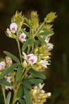 Narrowleaf lespedeza